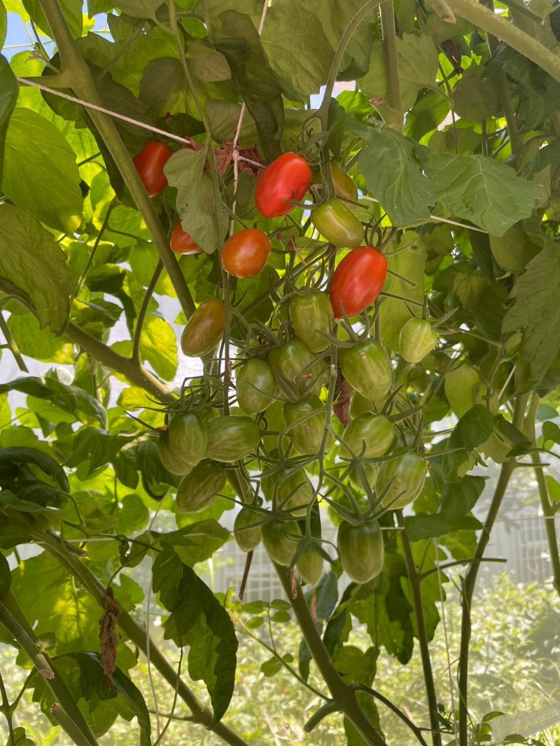 Apartament Nantou Fruit House Ren’ai Zewnętrze zdjęcie